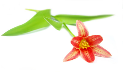 Tulip isolated on a white