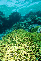 Naklejka na ściany i meble Tropikalna rafa koralowa
