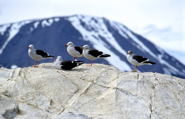 Seagulls in Tierra del Fuego
