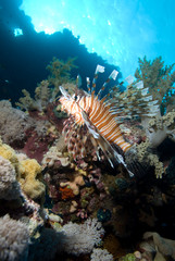Fototapeta na wymiar lionfish over coral reef