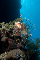 Naklejka na ściany i meble lionfish over coral reef
