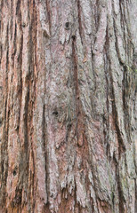 sequoia bark