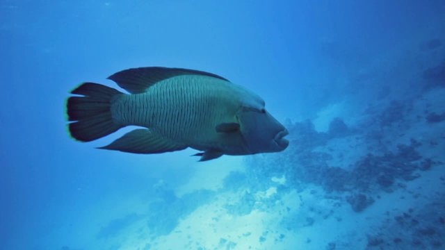 Napoleon fish