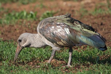 Hadeda Ibis Bird