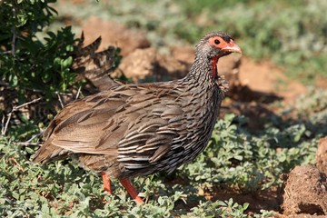 Swaison's Francolin Bird