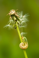 Caterpillar.