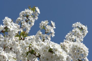 Frühlingserwachen