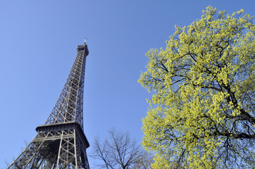 The Eiffel Tower in spring