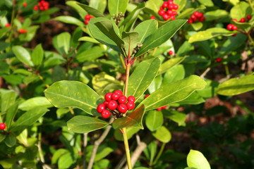 japonica bush