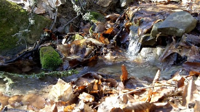 Water flows in the creek in the woods