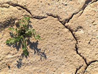 Vegetation und Trockenheit