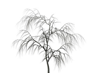 Fototapeta na wymiar Dead tree on a white background.