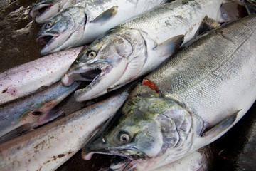 fresh caught fish