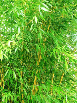 bamboo green  foliage