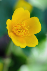 Caltha palustris, commonly known as Kingcup or Marsh Marigold