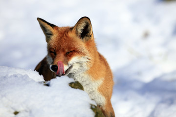 Fuchs