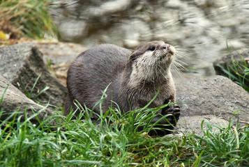 European otter holding a fish near a river