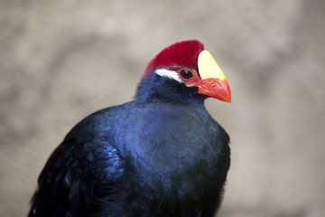 Violaceous turaco 0490