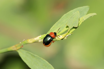 Naklejka premium leaf beetle