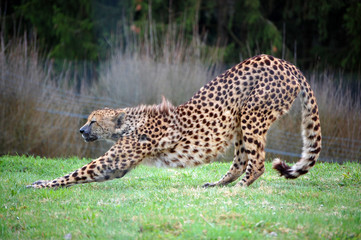 Cheetah stretching after sleep