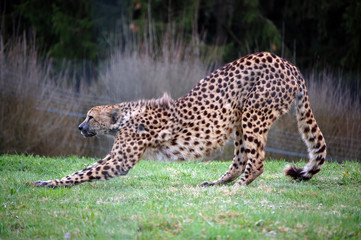 Cheetah stretching after sleeping