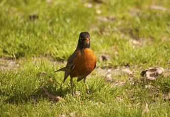 Posing Bird