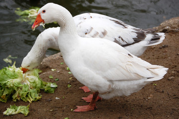 Geese eating green salad together