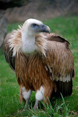 Gyps fulvus full size