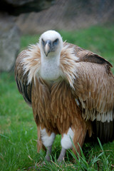 Gyps fulvus in Altenfelden