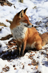 fuchs