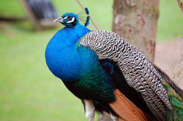 Peacock portrait in Altenfelden