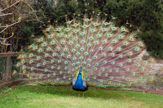Fototapeta Peacock and open tail