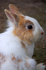 Obraz premium Rabbit profile closeup