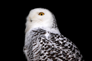 Snowy owl with black background