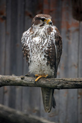 Steppe Eagle