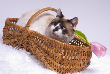 chat dans un panier d'osier