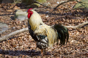 Rooster