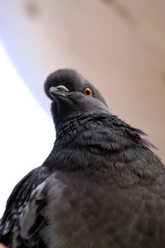 Pombo