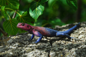 ramarro