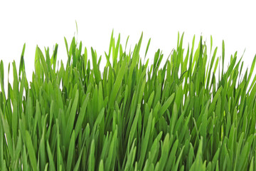 Fototapeta na wymiar Isolated green grass on white background