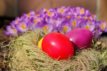 Ostereier und Krokus - easter eggs and crocus 01