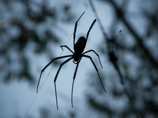 Spider