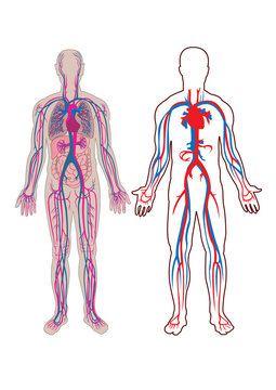 Human vein in vector