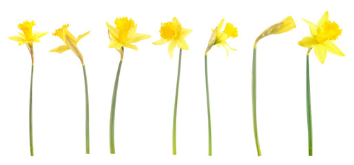 Daffodils on white background