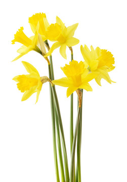 Daffodils on white background