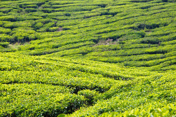 Fototapeta na wymiar Tea plantage, cameron Highlands, Malaysia, Asia