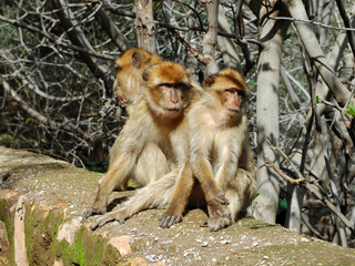 Trois magots aux chutes d'Ouzoud