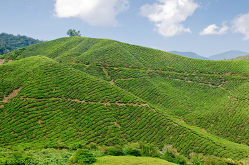 Fototapeta premium Tea plantage, cameron Highlands, Malaysia, Asia