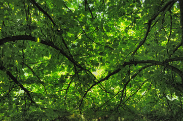 Through the Branches