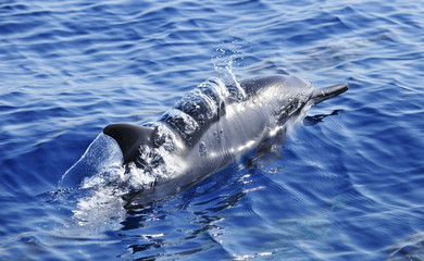 Spinner dolphin breaking through water surface